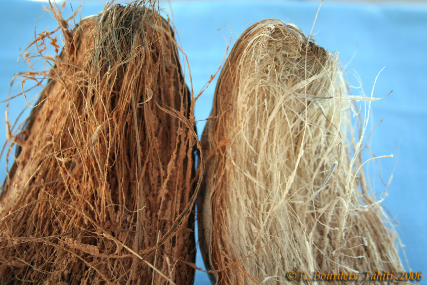 Annexe kaipoa+IMG_4384.jpg