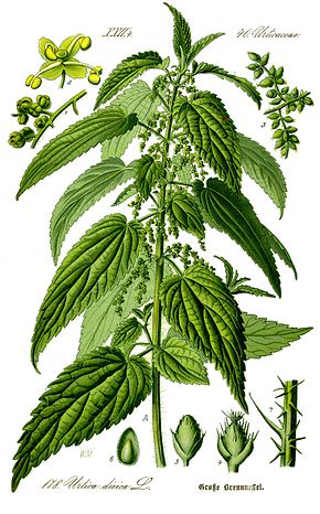 Annexe 290px-Illustration_Urtica_dioica0_clean.jpg