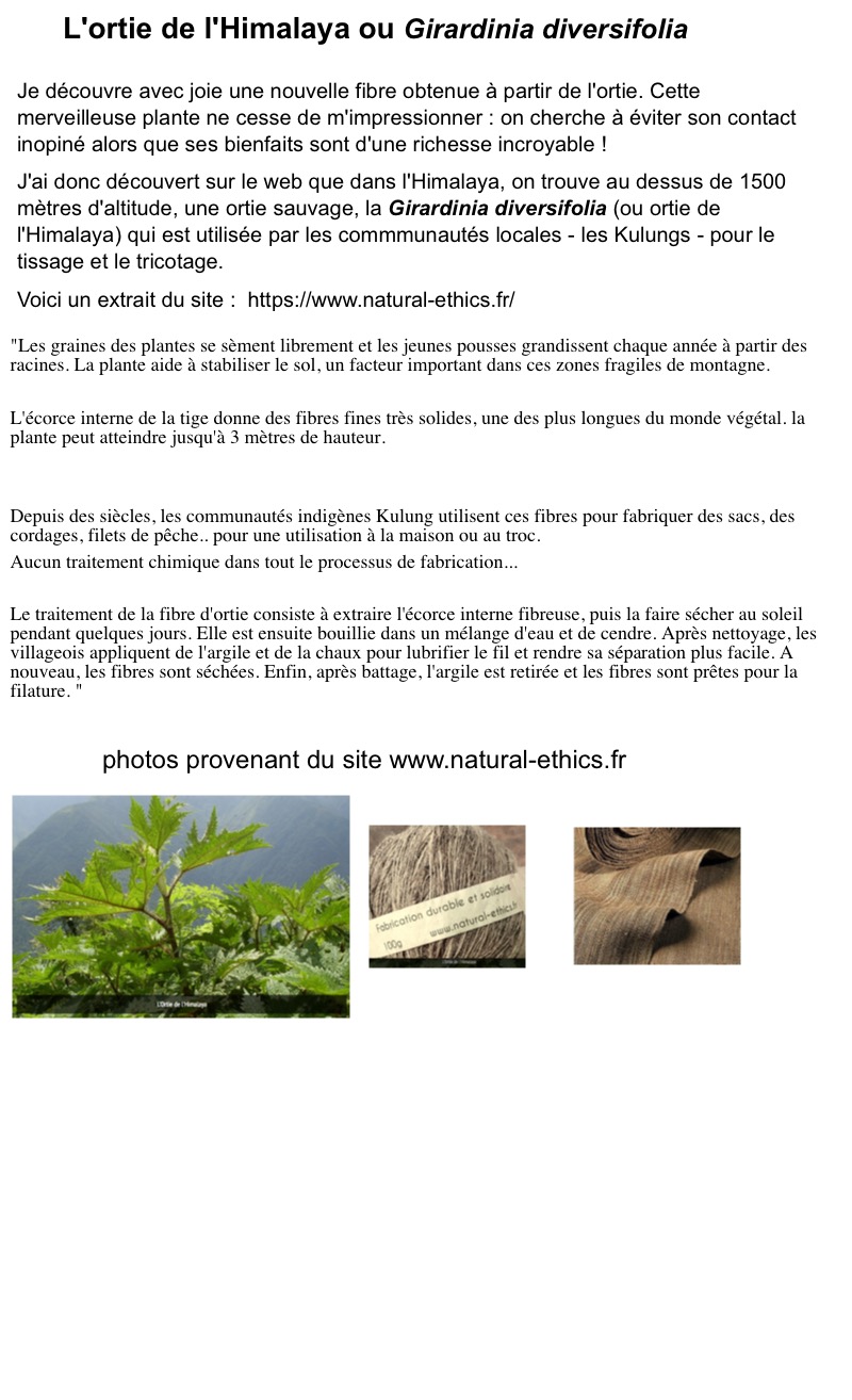 Annexe ortie de lHimalaya_2.jpg