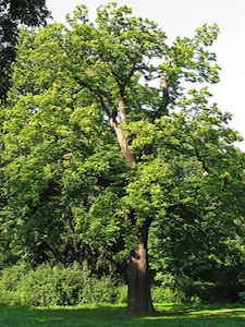 Annexe castanea-sativa.jpg