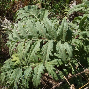 Annexe feuilles dartichaut.jpg