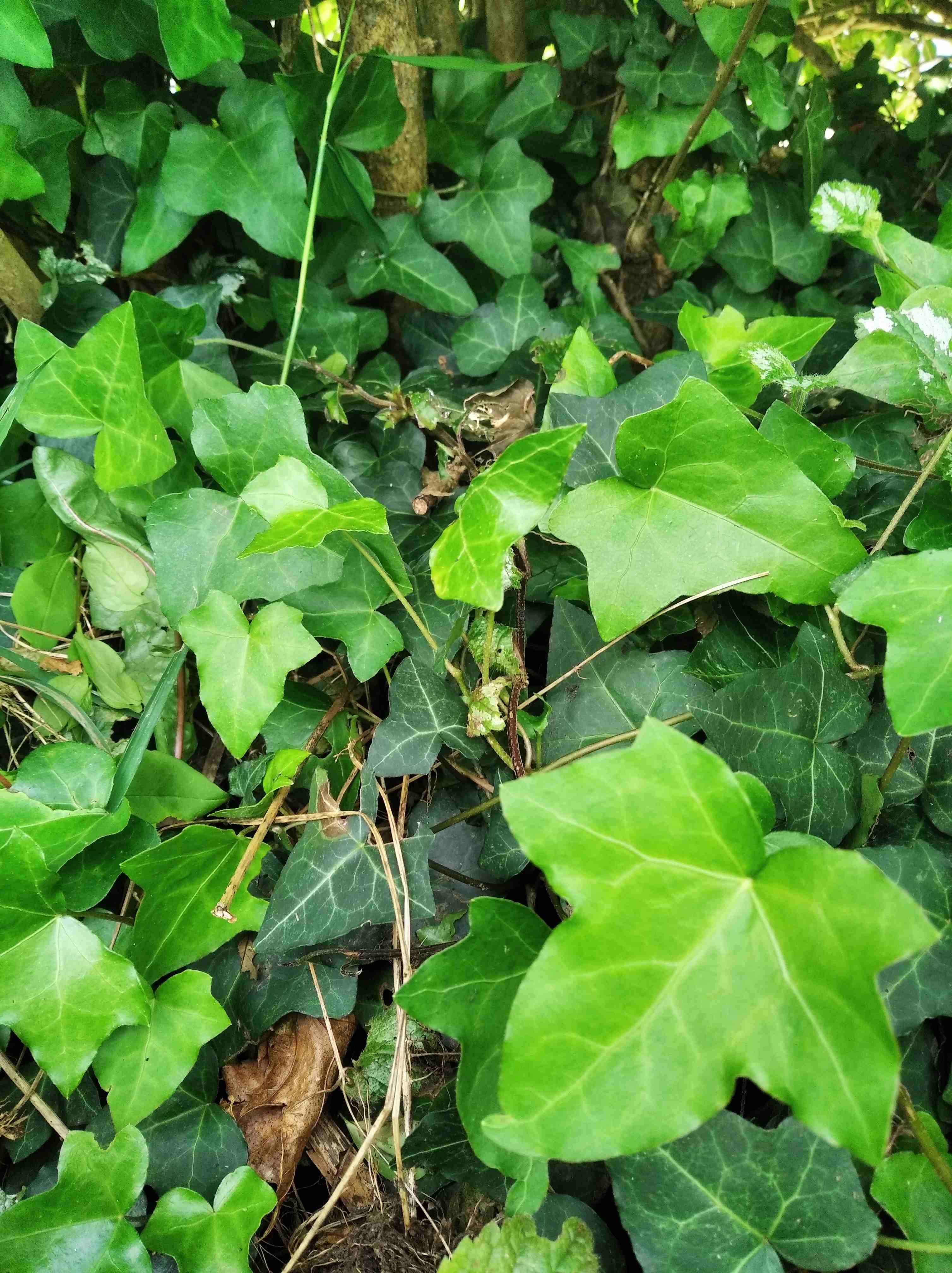 Annexe IMG_20200508_101729_1.jpg