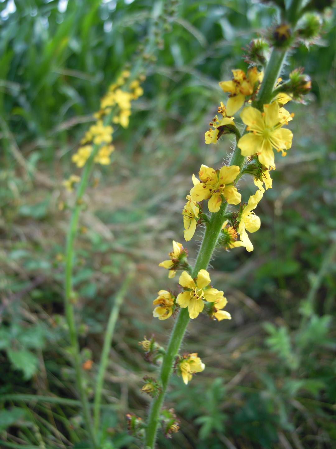 agrimonia