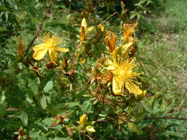 les feuilles sont perforées de petits trous