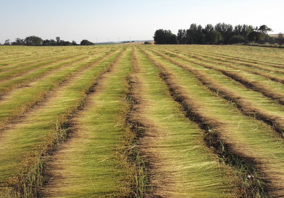 champ de lin