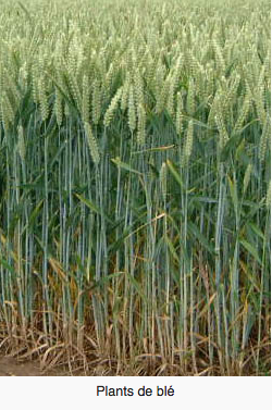 plants de blé