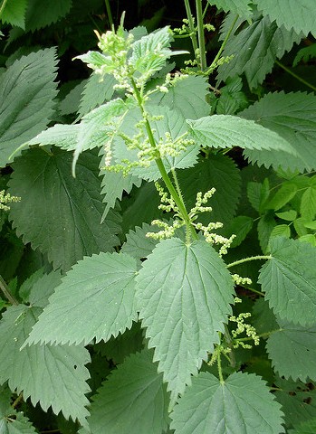 Urtica dioica L.