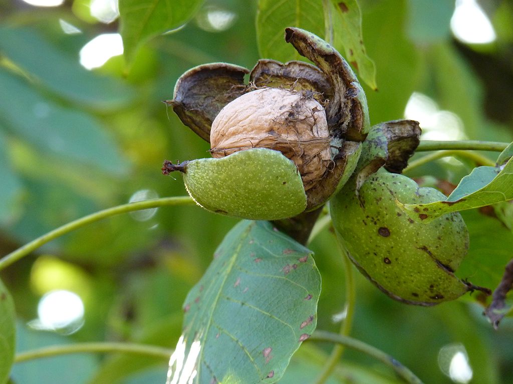 Source : https://fr.wikipedia.org/wiki/Brou_de_noix#/media/Fichier:Noix_en_automne_bis.jpg