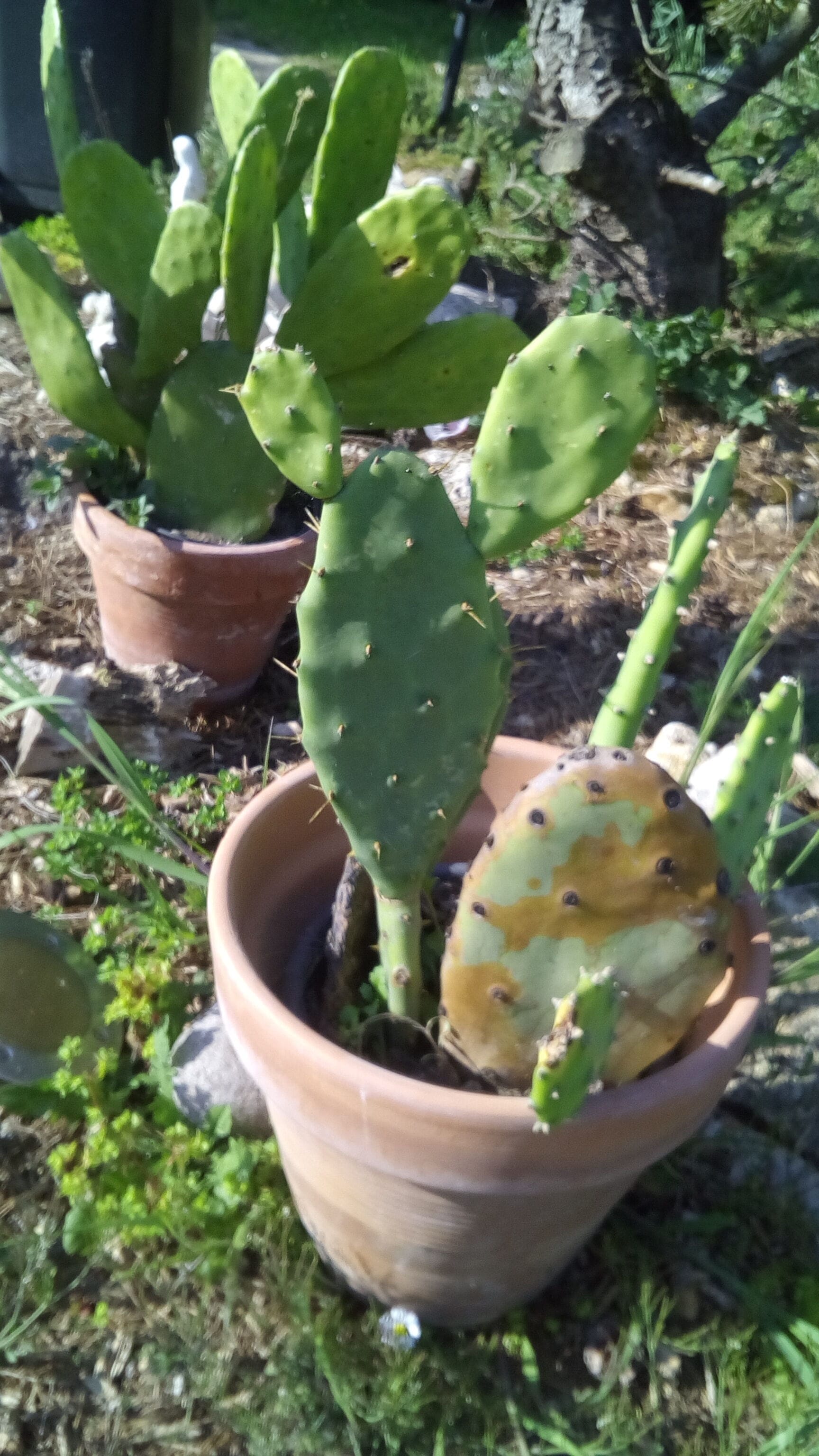 Cactus