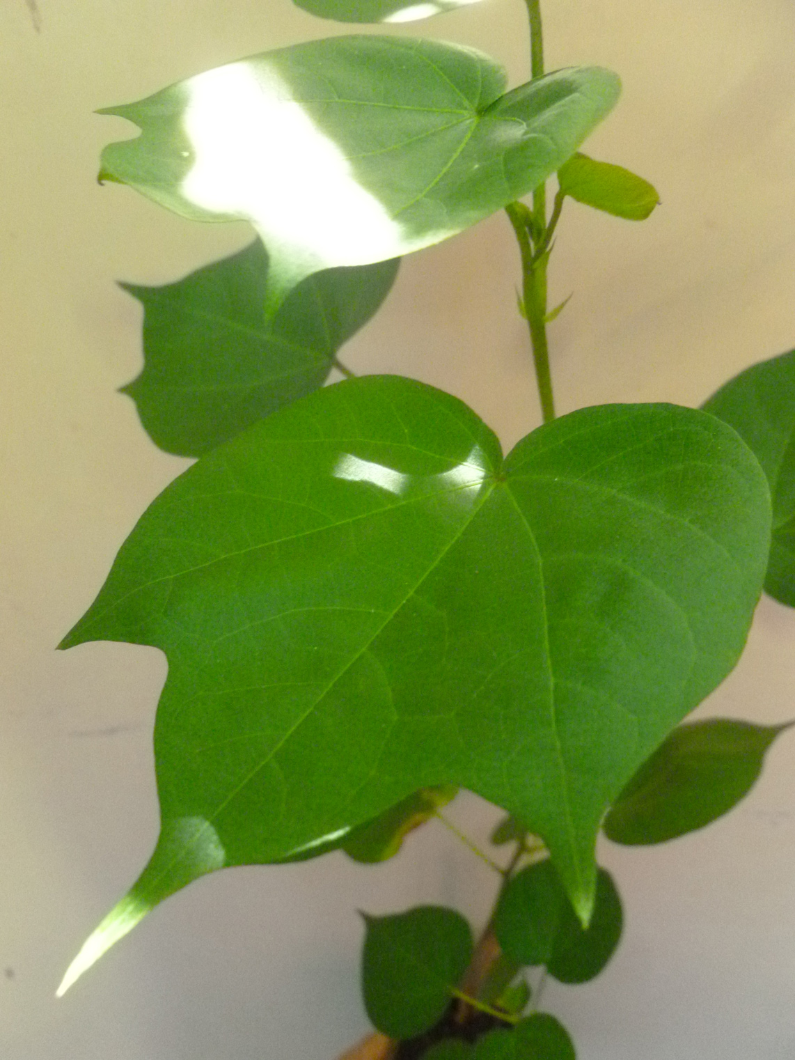 Gossypium herbaceum L.