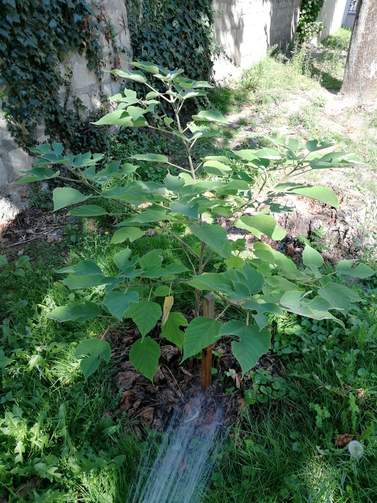 Murier à papier mâle