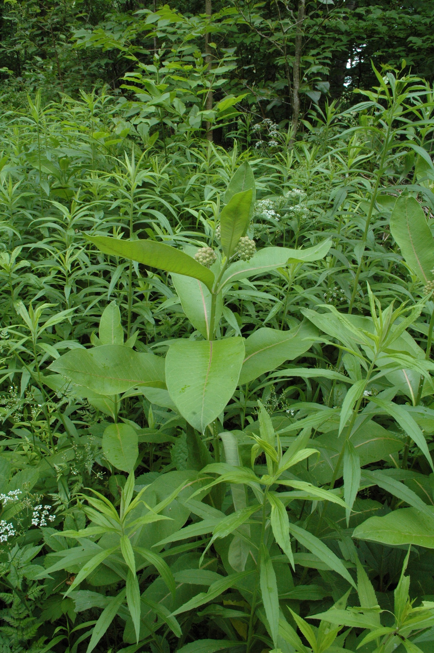 Asclepias syriaca