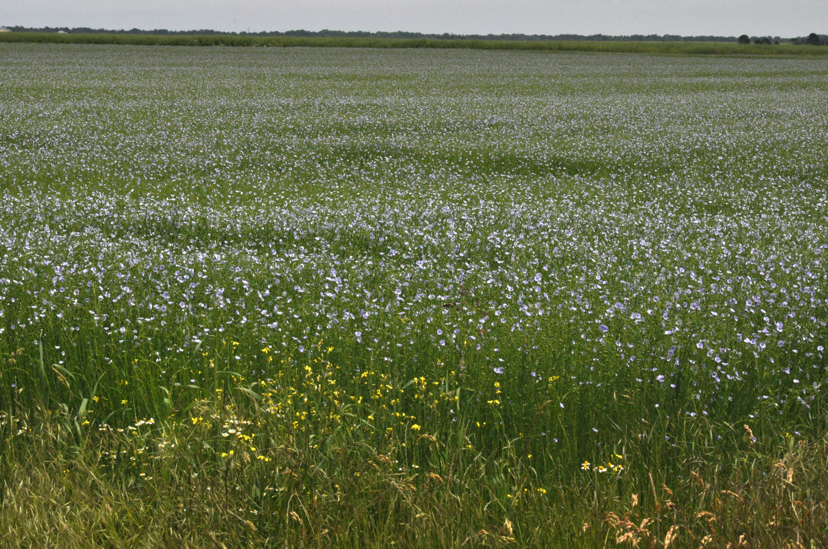 Une vaste étendue de petite fleurs bleues