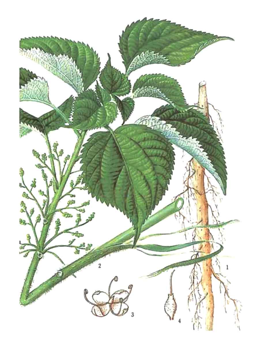 feeuilles en forme de coeur, sans poils urticants,hauteur de 1 m à 2.5