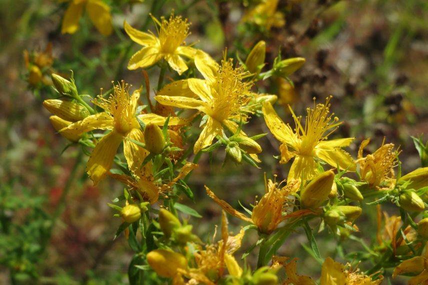 hypericum perforatum