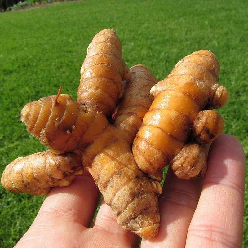 Rhizome de Curcuma