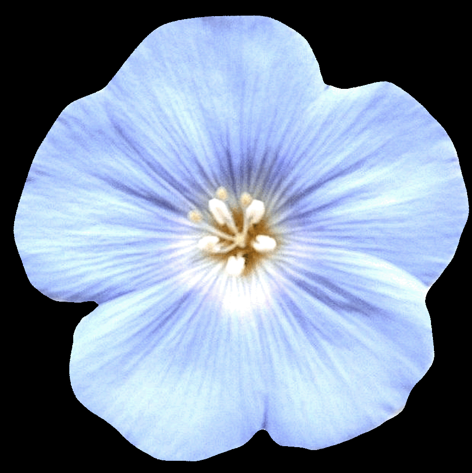 fleur de lin bleue avant maturité;