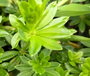 aspérule odorante ; feuilles verticillées