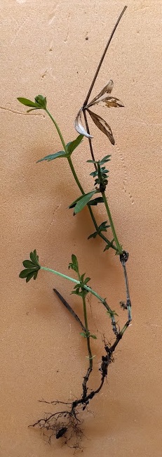 plante déracinée d'aspérule odorante