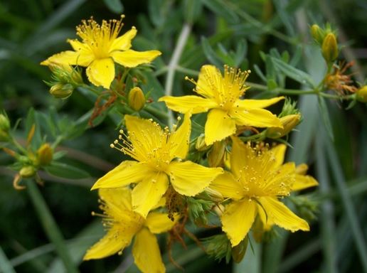 Fleurs de Millepertuis commun