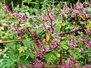 indigofera tinctoria