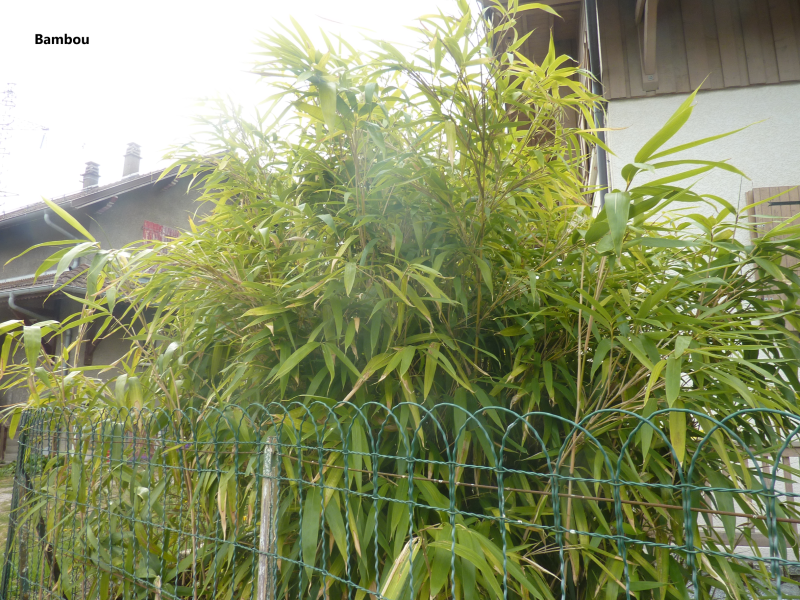 Bambou