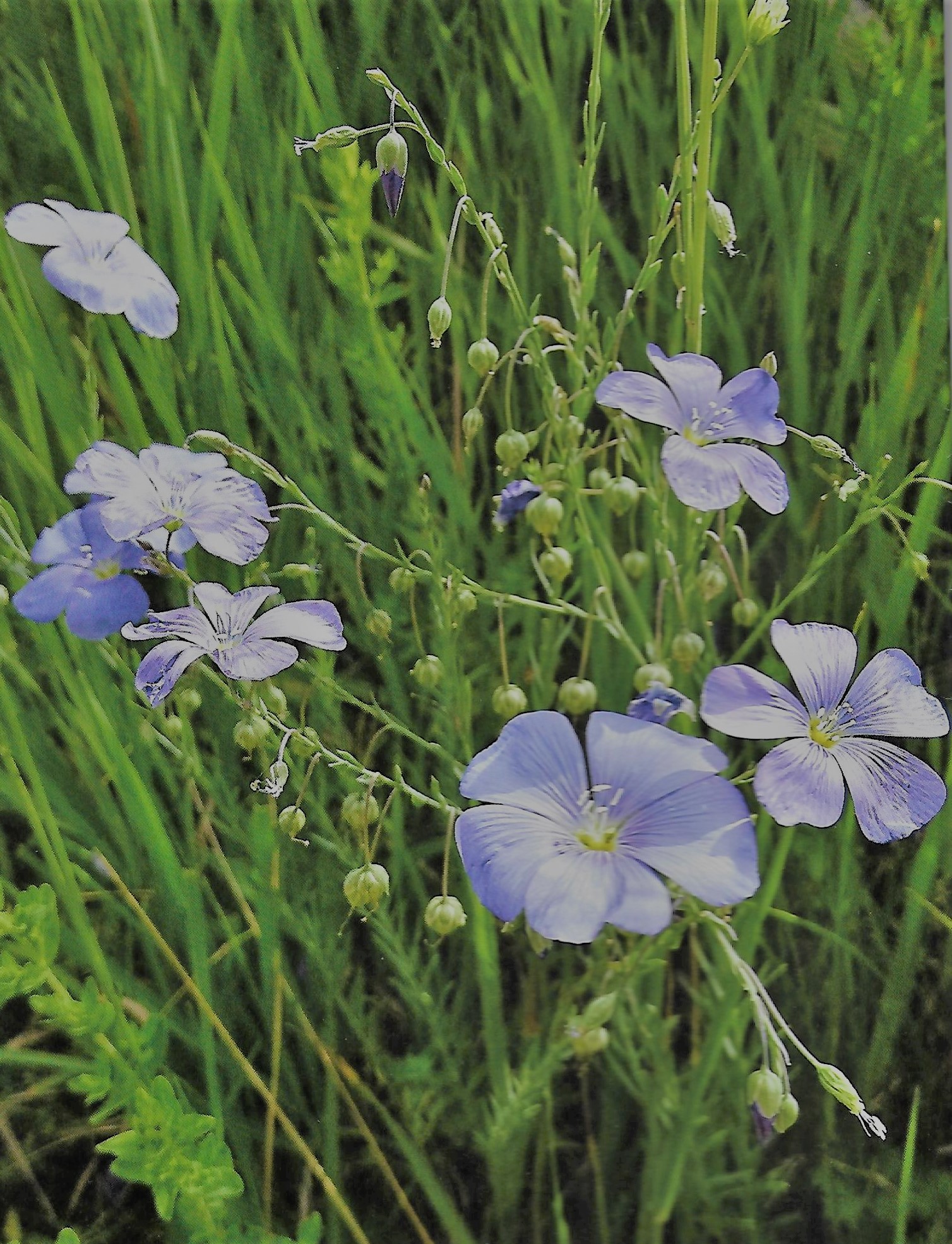 linum usitatissimum