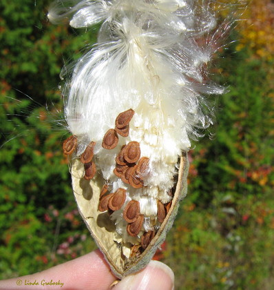 Gousse d'Asclépiade renfermant les graines