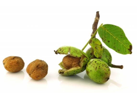 Noix et son parenchyme