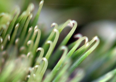 Crochet de bardane en formation