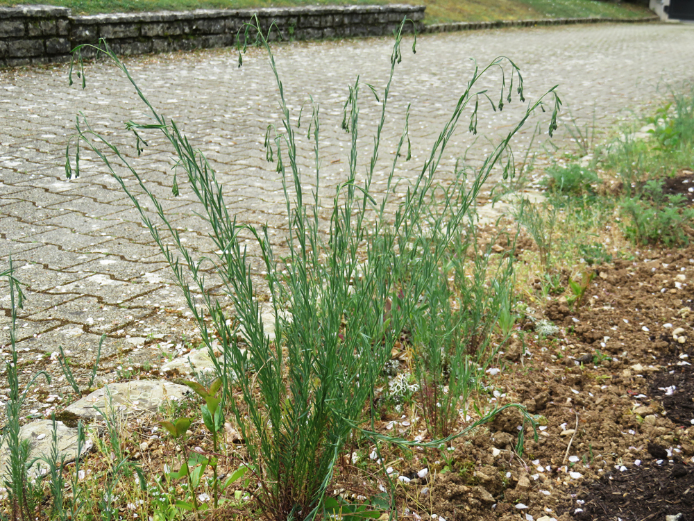 Le lin est une plante herbacée aux fleurs bleues