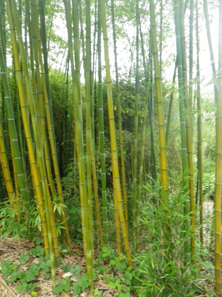 Phyllostachys