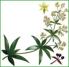 Garance,rubia tinctorum,colorant rouge