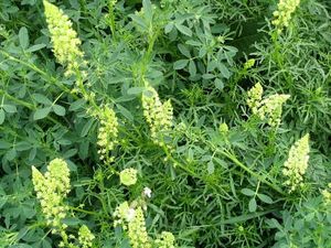 Photo Reseda luteola