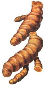 curcuma