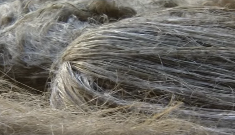 Fibres de lin après teillage