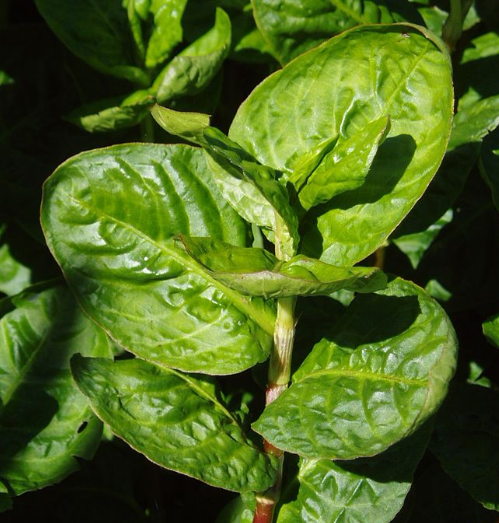persicaria tinctoria