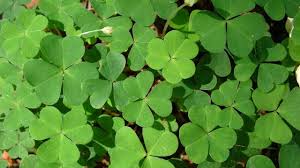 Annexe 3_Trèfle.jfif