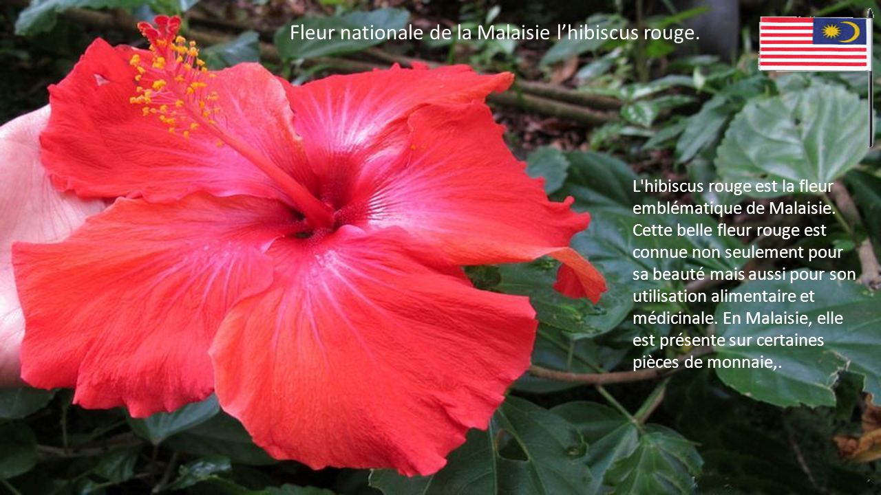 Annexe Fleur+nationale+de+la+Malaisie+l’hibiscus+rouge..jpg