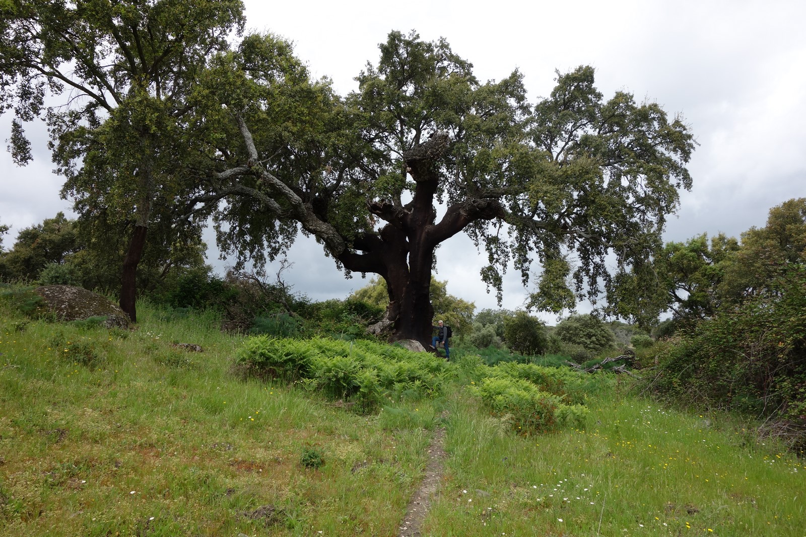 Annexe Sierra San Pedro-Alburquerque-El Abuelo- (149) (Copier).JPG