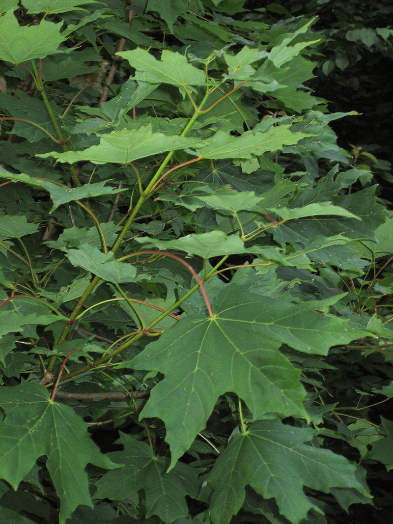 Annexe 800px-Acer_saccharum_foliage.jpg