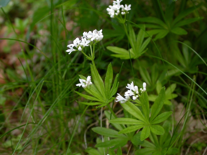 Annexe img_000005730O.jpg