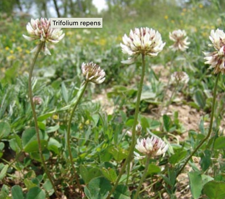 Annexe Trifolium repens.jpg