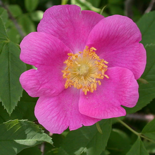 Annexe Rosa-acicularis.png