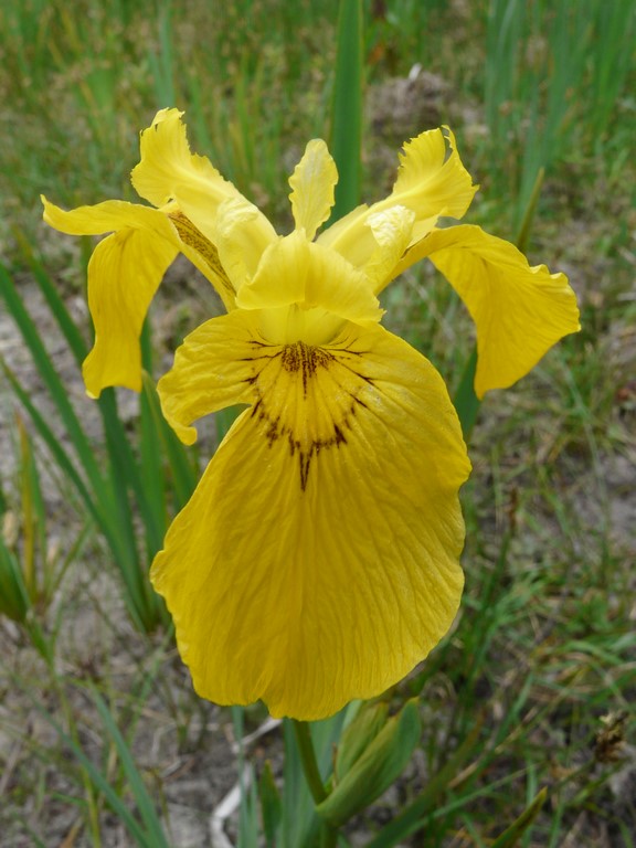 Annexe Iris pseudacorus.JPG