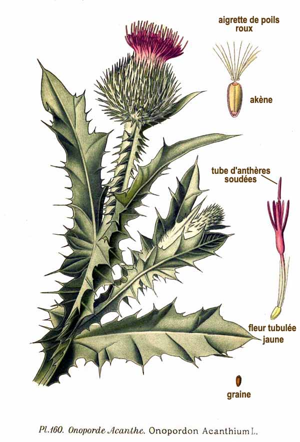 Annexe 160_Onopordon_acanthium_L.jpg