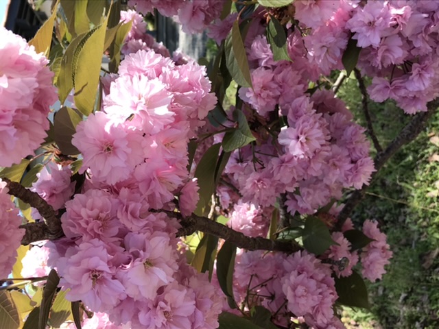 Annexe 726C06D5-C3B5-4169-8F4E-AC32206173D8.jpeg