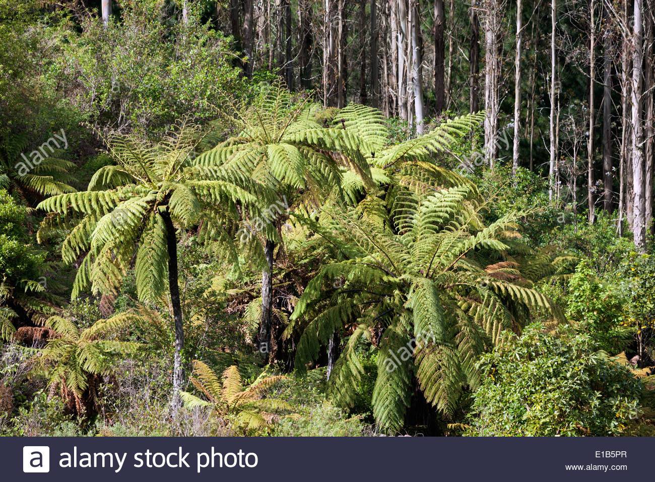 Annexe Cyathea dealbata.jpg