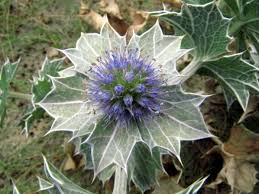 Annexe chardon maritime.jpg