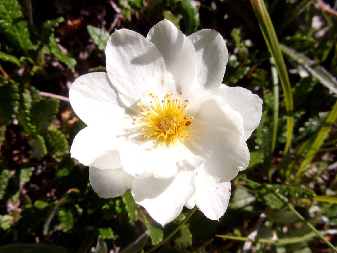 Annexe dryas_octopetala.jpg